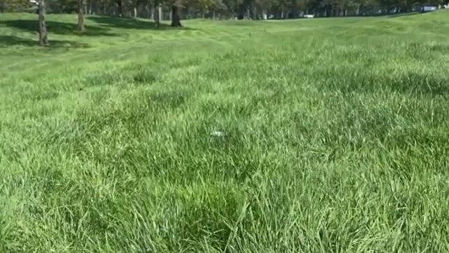 You won't believe how deep the rough is at the US Open this week...